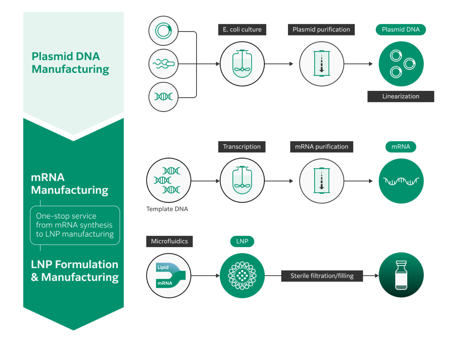 One-stop service from plasmid DNA manufacturing and mRNA manufacturing to LNP formulation, encapsulation, and sterile filtration/filling is available. One-stop service from plasmid DNA manufacturing and mRNA manufacturing to LNP formulation, encapsulation, and sterile filtration/filling is available.